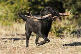 LABRADOR 659